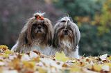 SHIH TZU 201